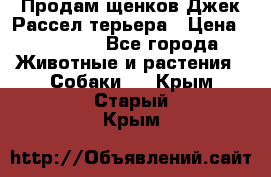 Продам щенков Джек Рассел терьера › Цена ­ 25 000 - Все города Животные и растения » Собаки   . Крым,Старый Крым